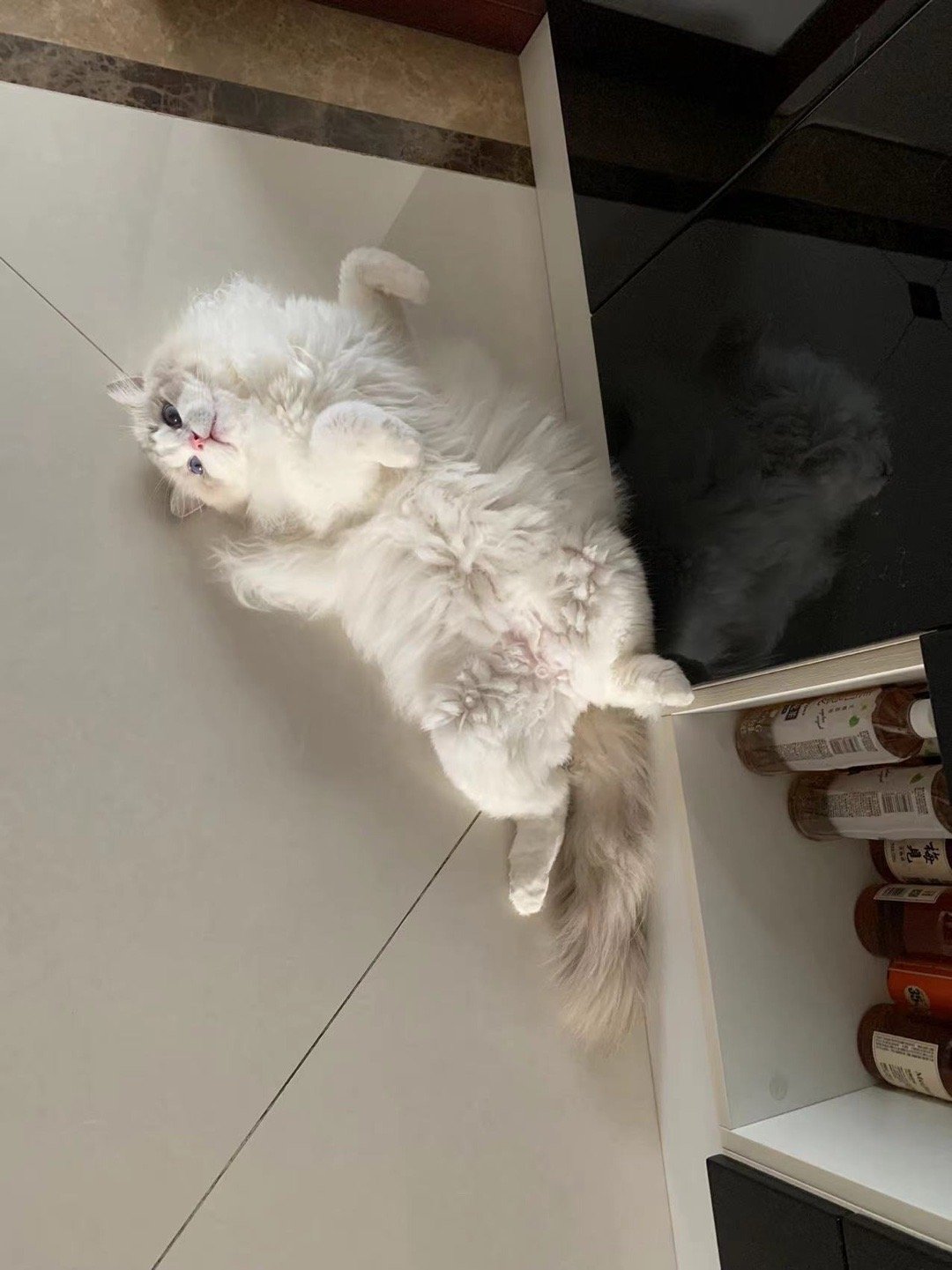 要饭小猫：今天就躺这里了，你就说给不给吧（家长） ​​​