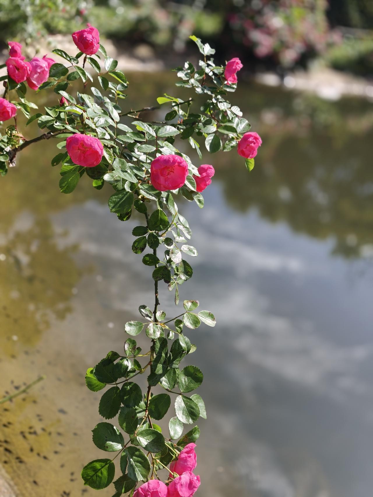 早起小区散步，随拍一张池塘边的风景。