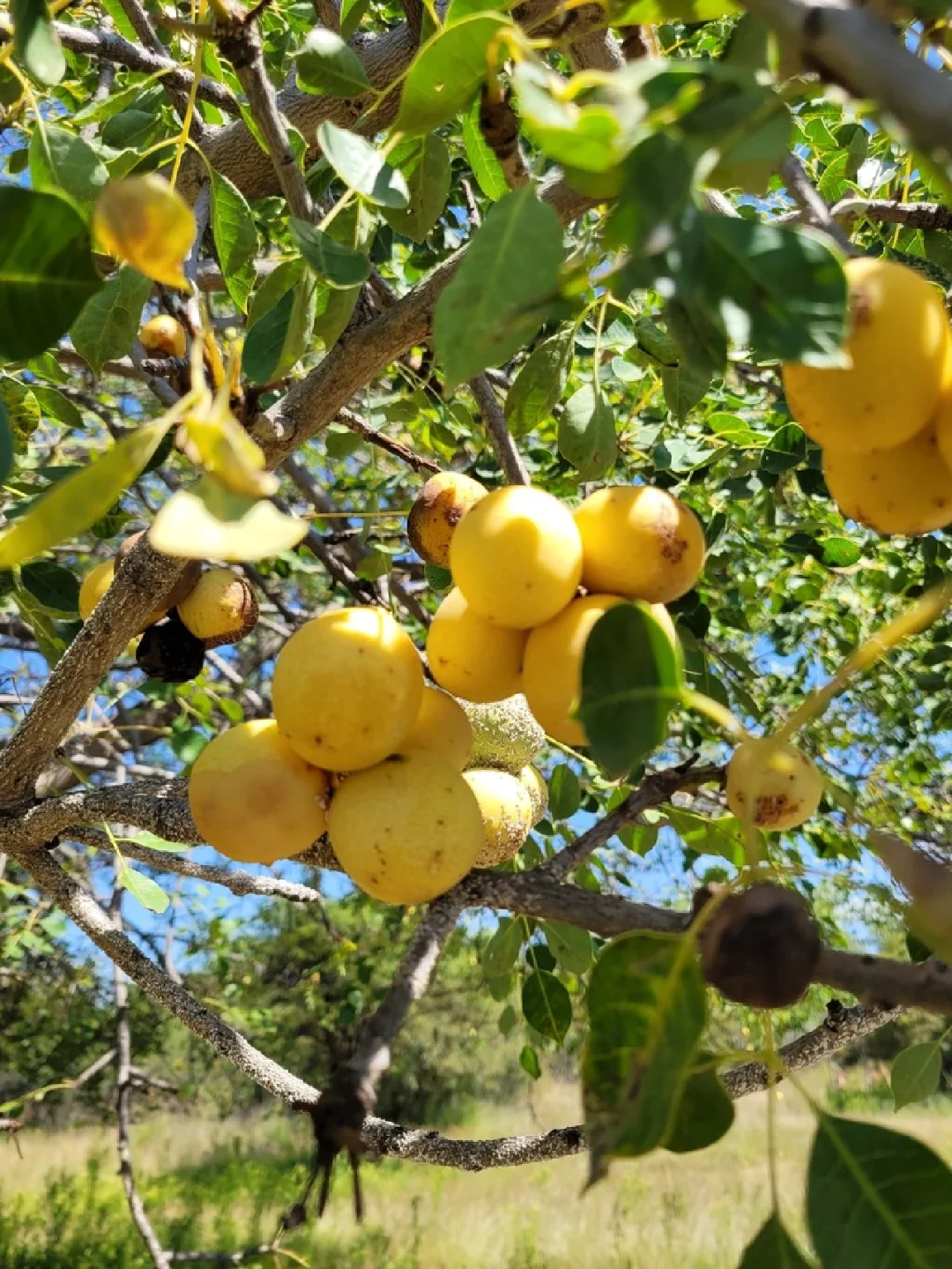 大象吃了会醉的水果   马鲁拉（Marula）