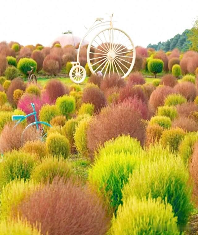 成都重磅赏花地上线，芙蓉花、菊花，美得离谱，地铁公交直达！