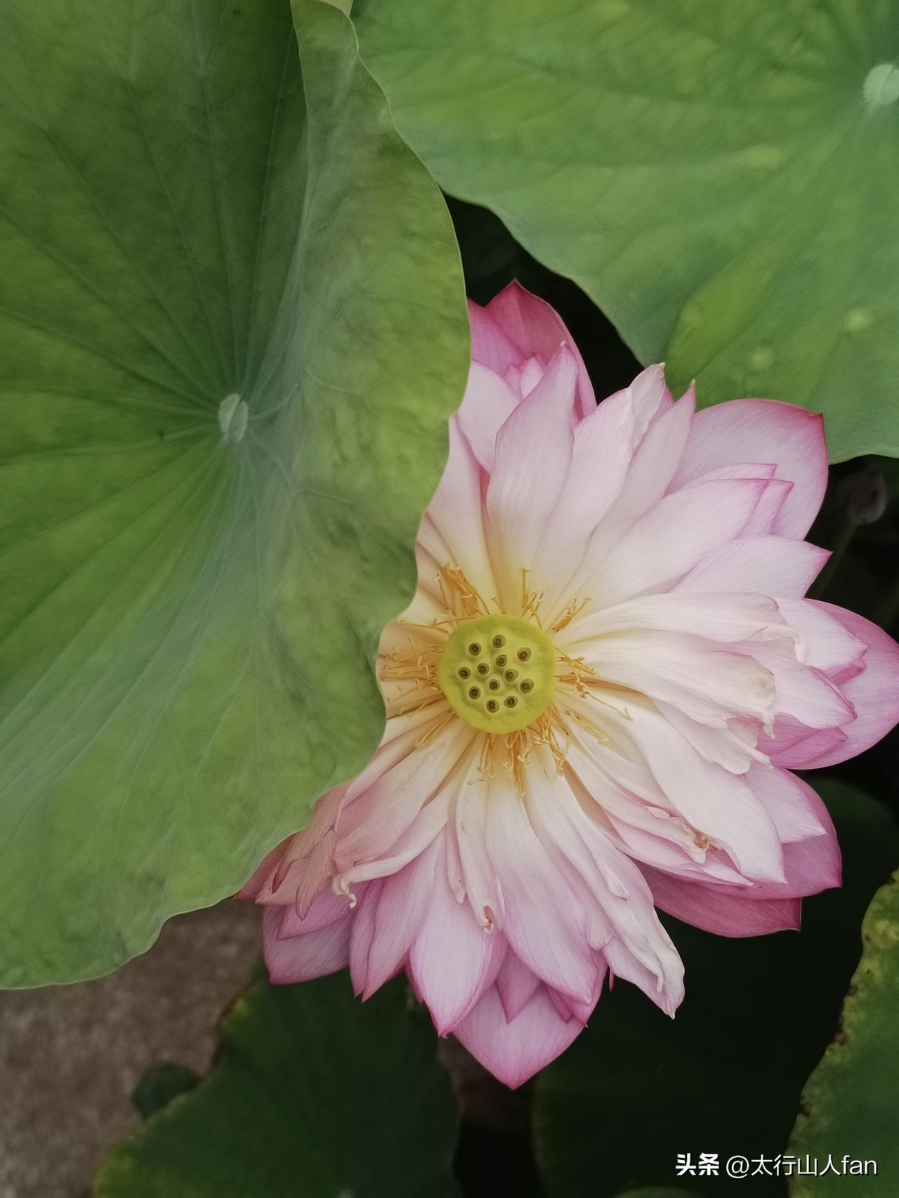 荷花风景随手拍