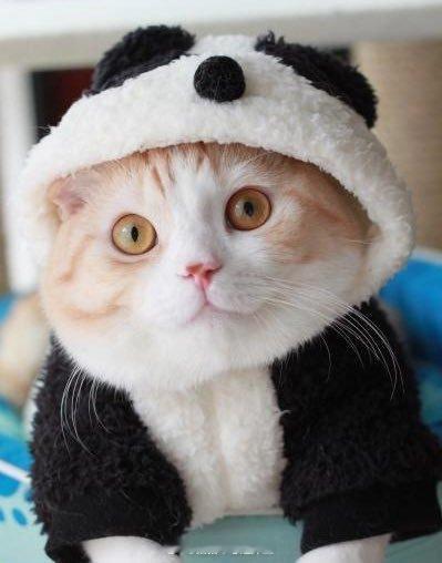 #蓝色监狱##御影玲王# 小猫玲 ​​​