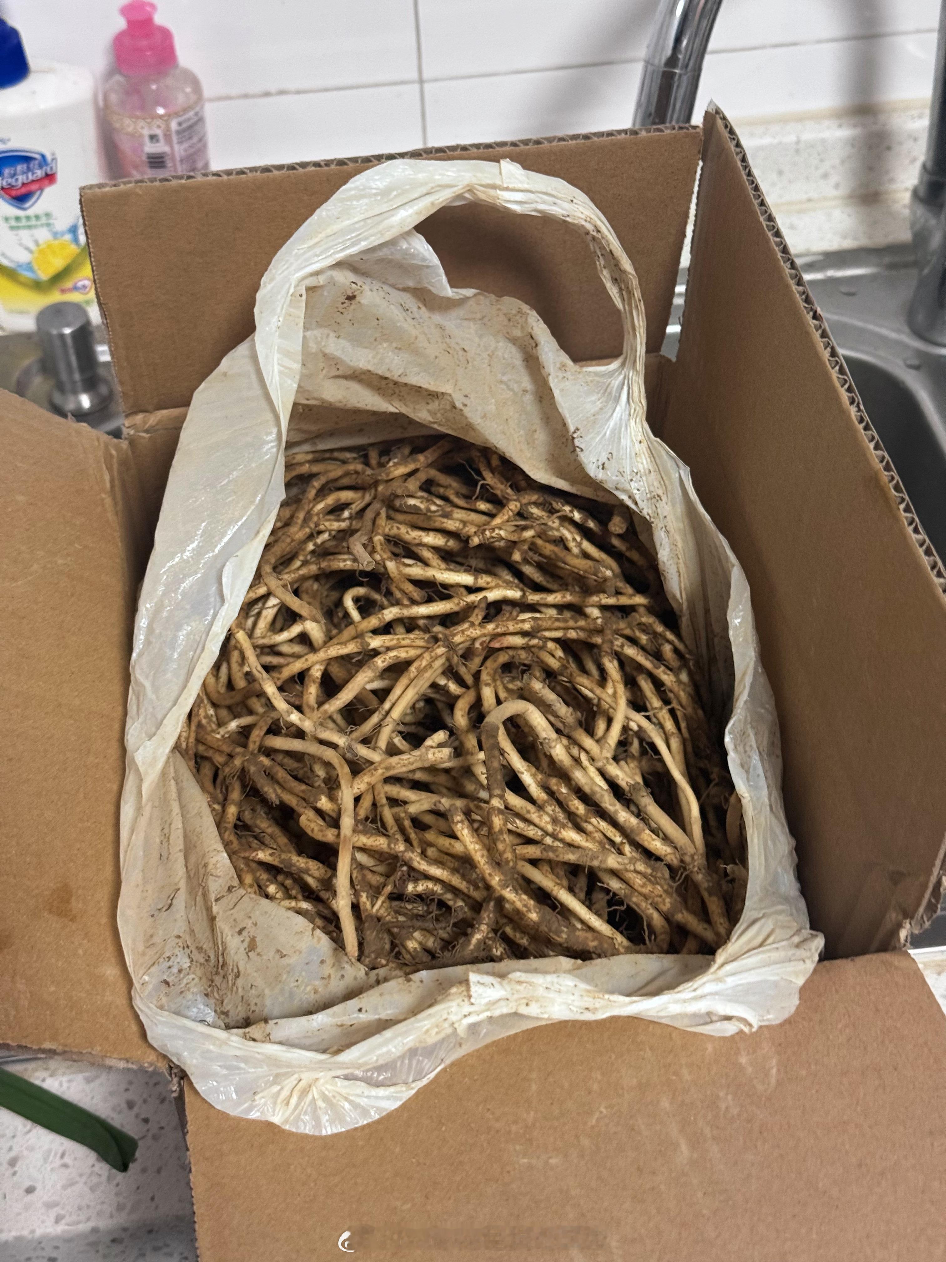 你们问网购折耳根可以吗？当然可以，F4经常干的事儿，刚收到贵州铜仁的，身在北方想