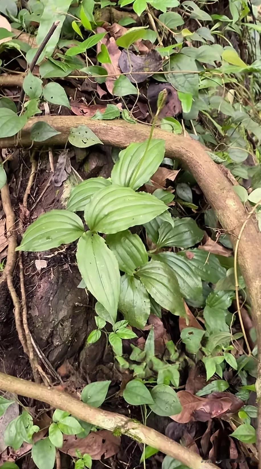 都说这个是“见血清”野生植物随手记