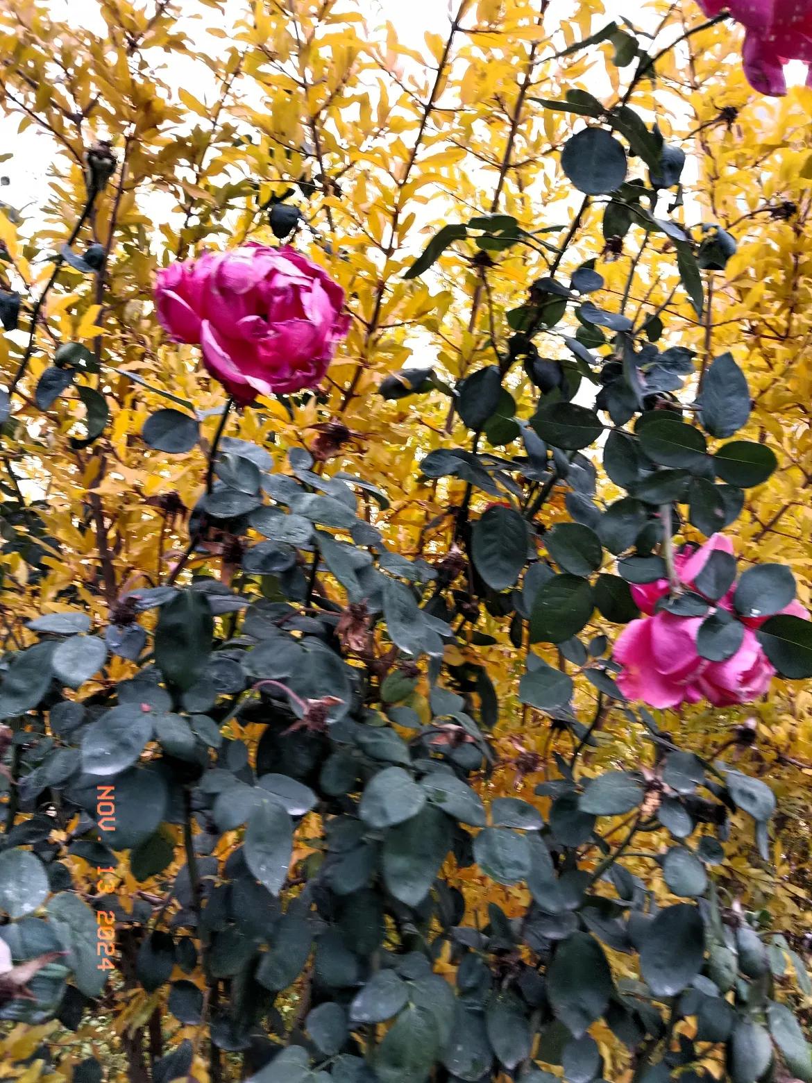 亭亭玉立，落落大方是人们都喜欢的风景，随手一拍娇艳芳香的花朵，清新自然的风景如一