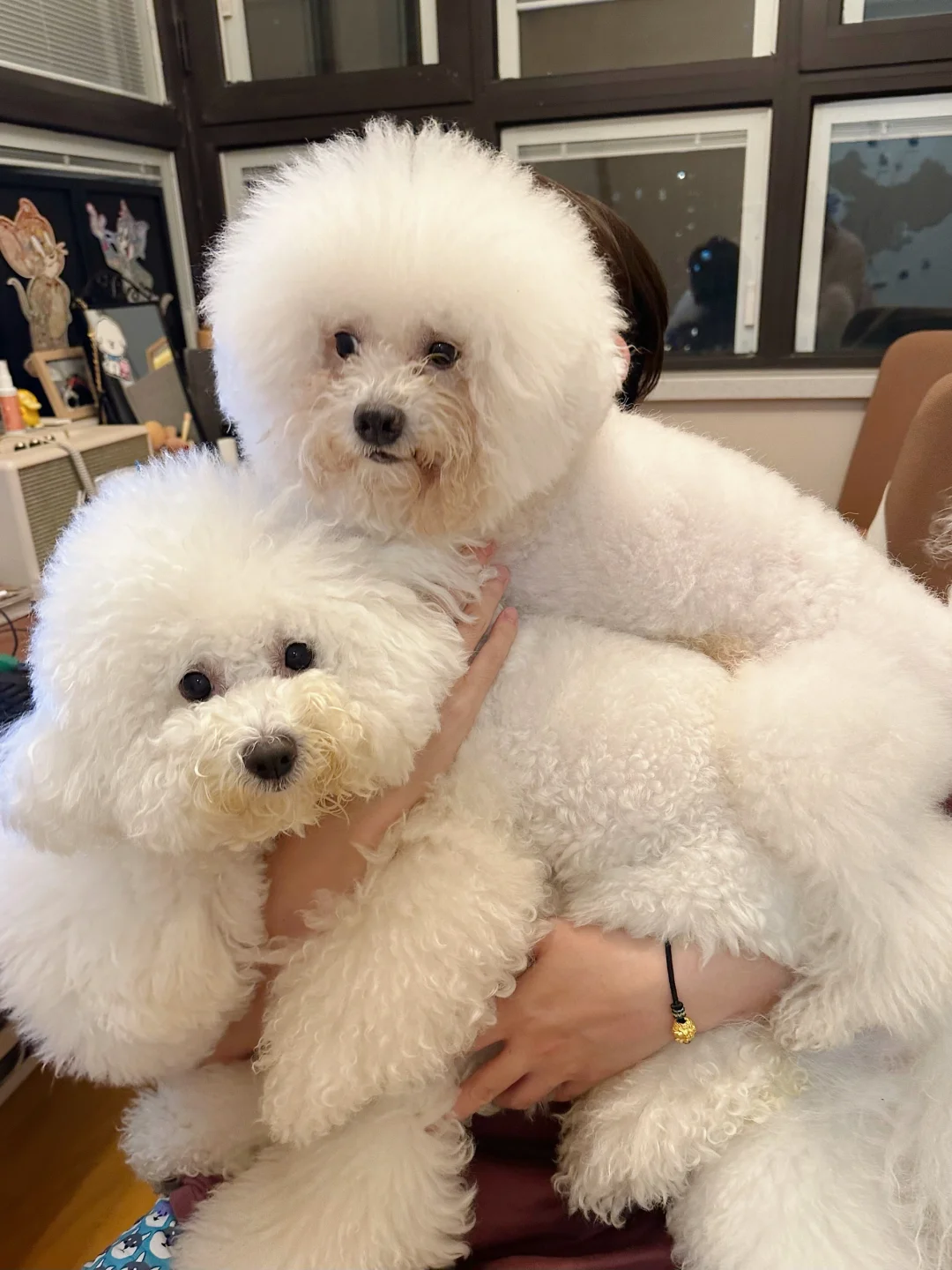 猜猜叠了几个狗🐶