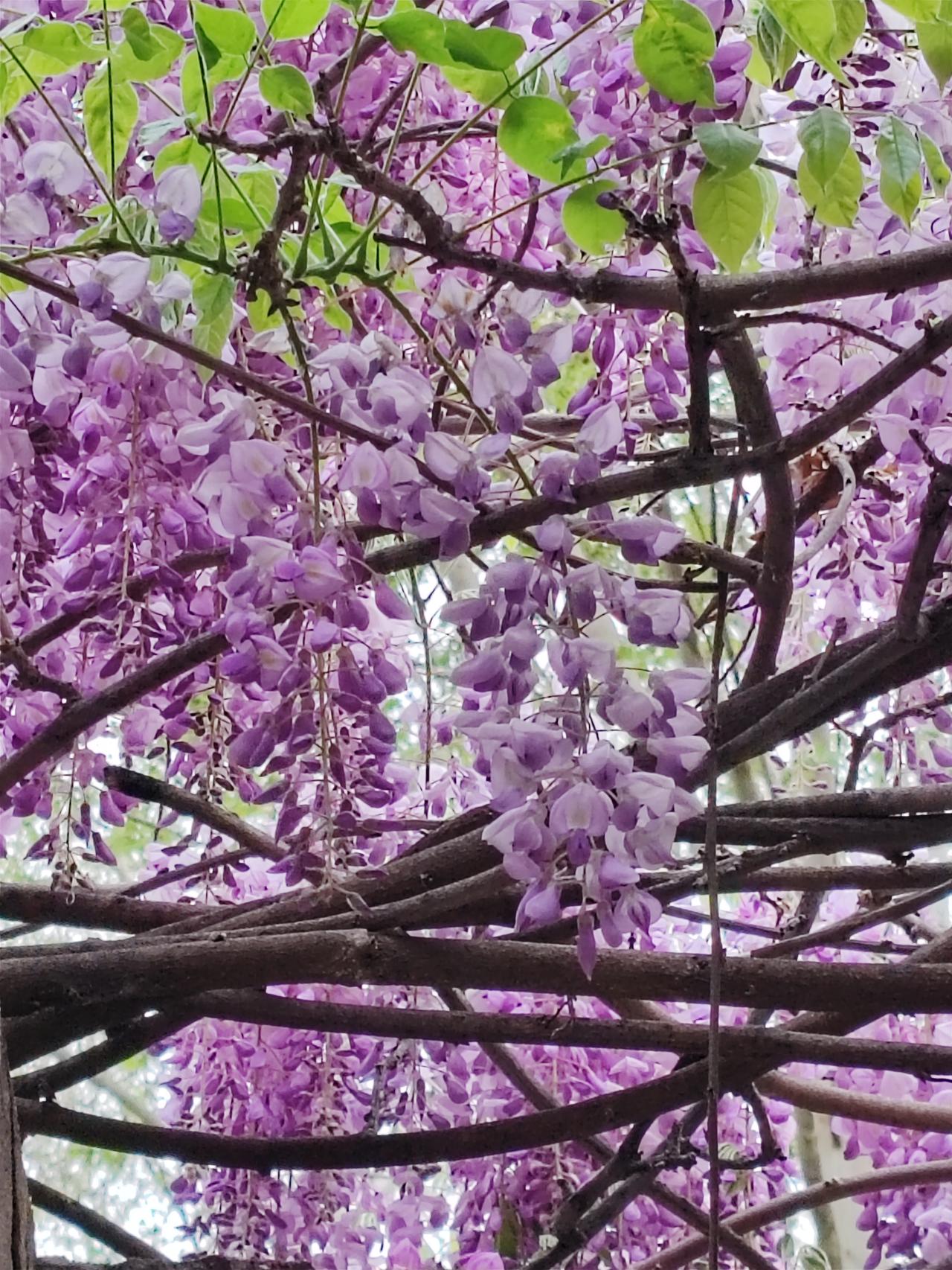 粉蔓垂墙花自落，
青藤攀柱果生高。