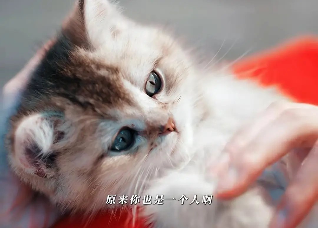 百花杀的小猫居然这么大了 这个剧组还挺负责，把猫养了，之前刷到很多剧组对动物特别