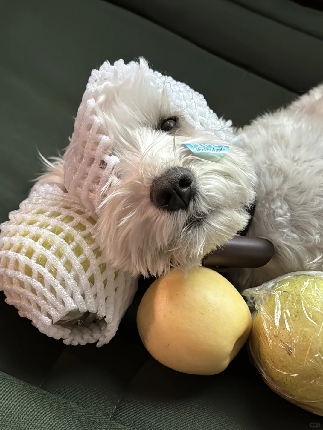 🍐🐵哇