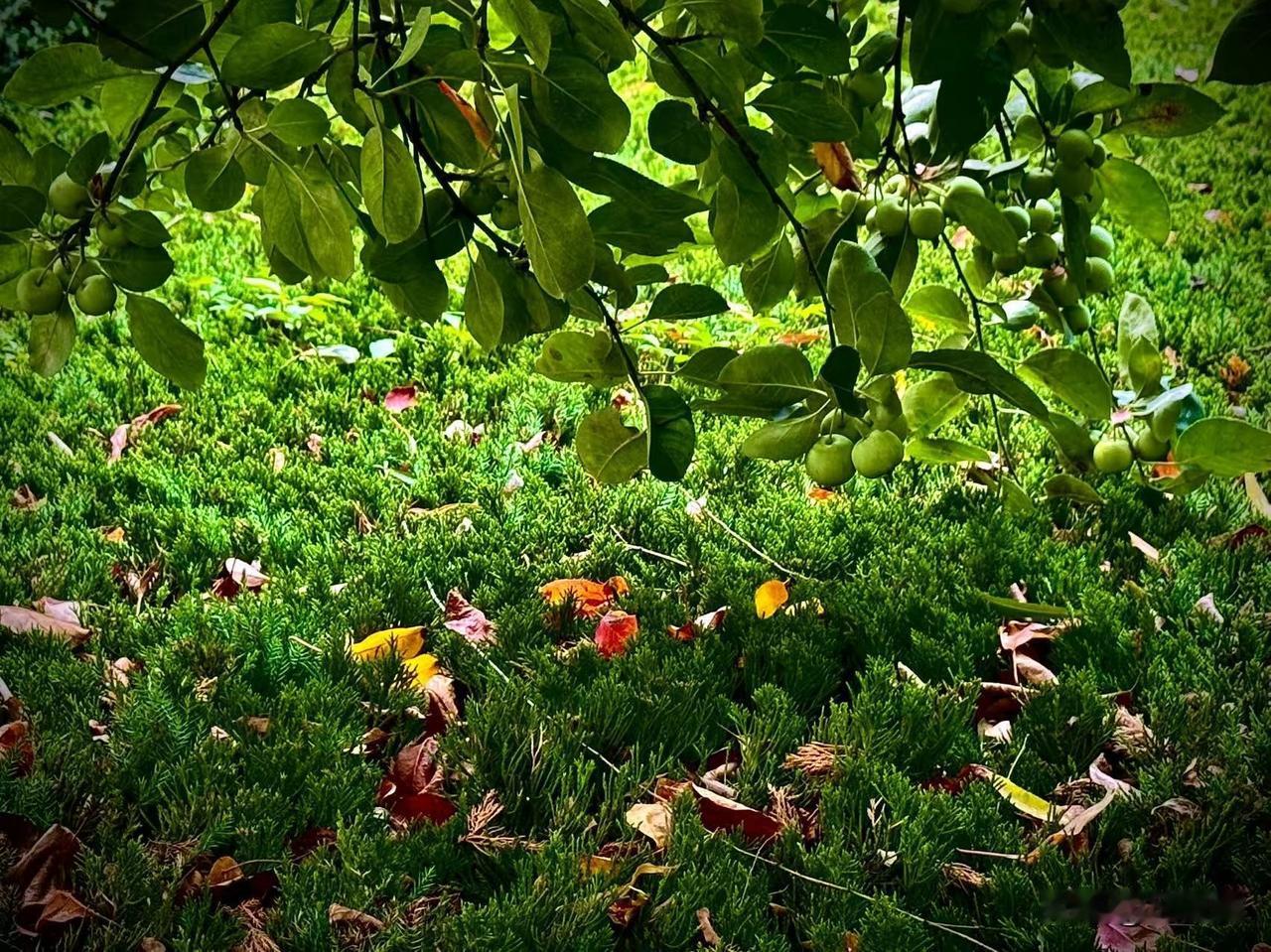 青翠的海棠果
        （原创）
在夏天的深处
一树青翠的海棠果
凝成了未