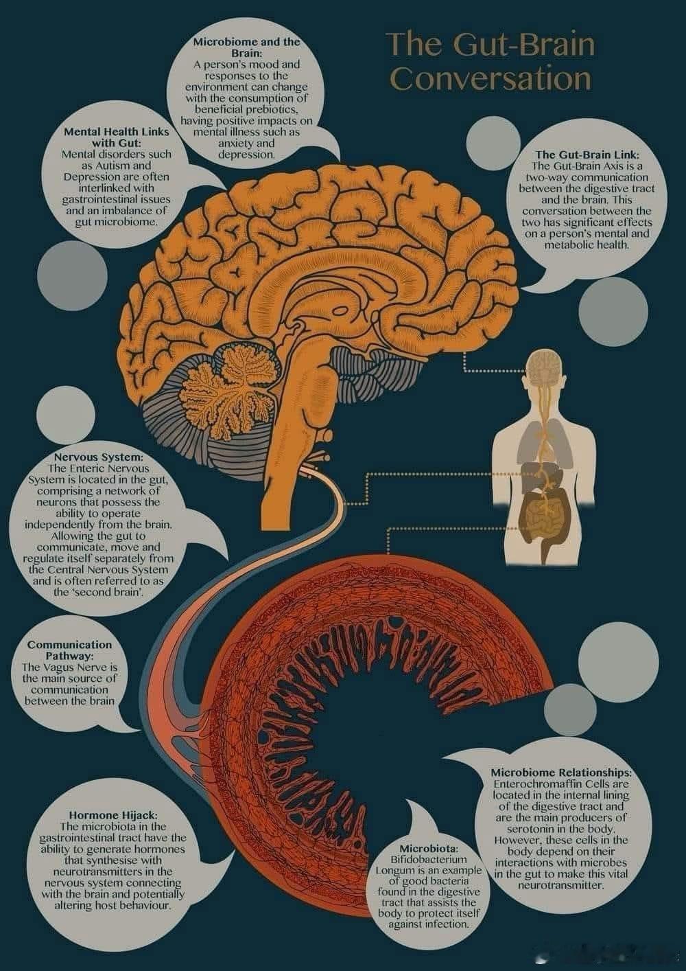 Gut brain connections医学生Medic[超话]medical