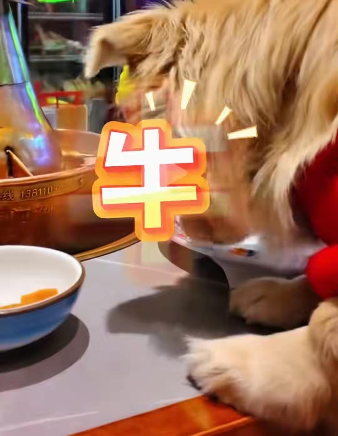 炸裂！女子带狗上桌狂舔生羊肉卷，正脸被扒是惯犯，门店停业赔偿，她要遭罚款+担责！