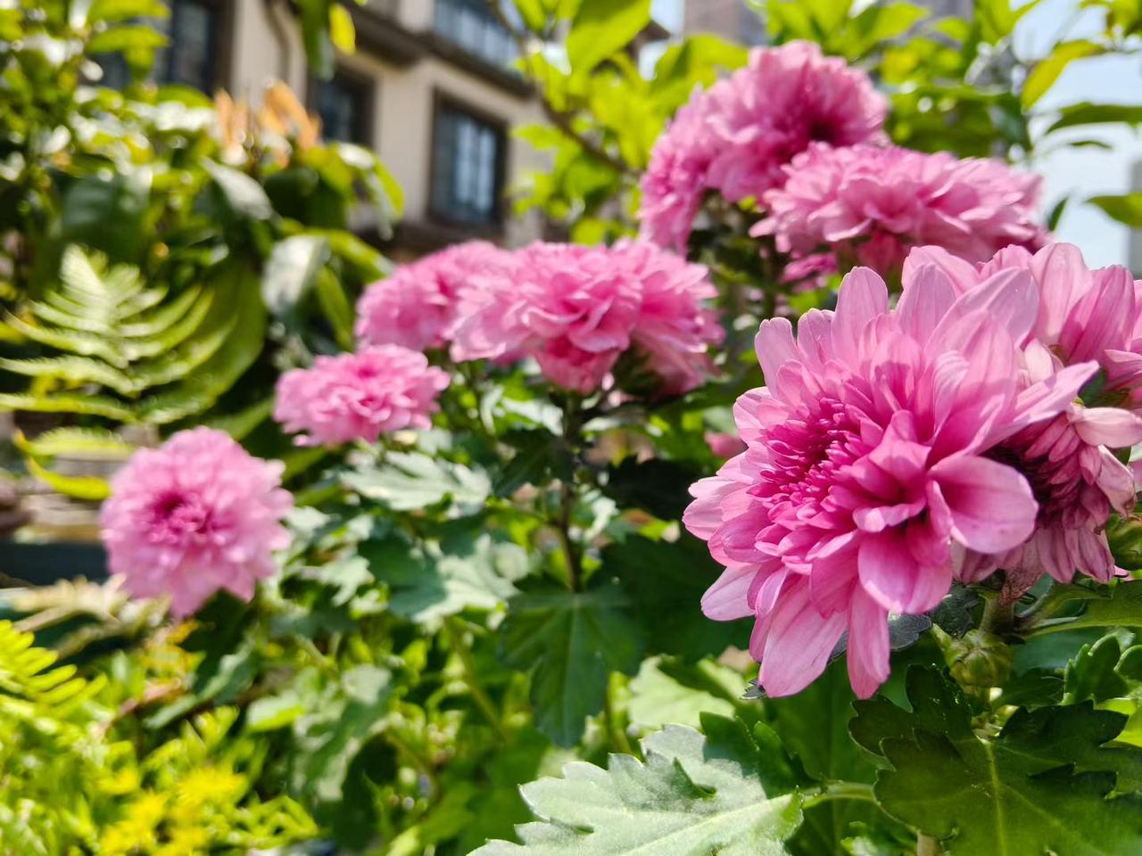 分享随手拍的花的照片