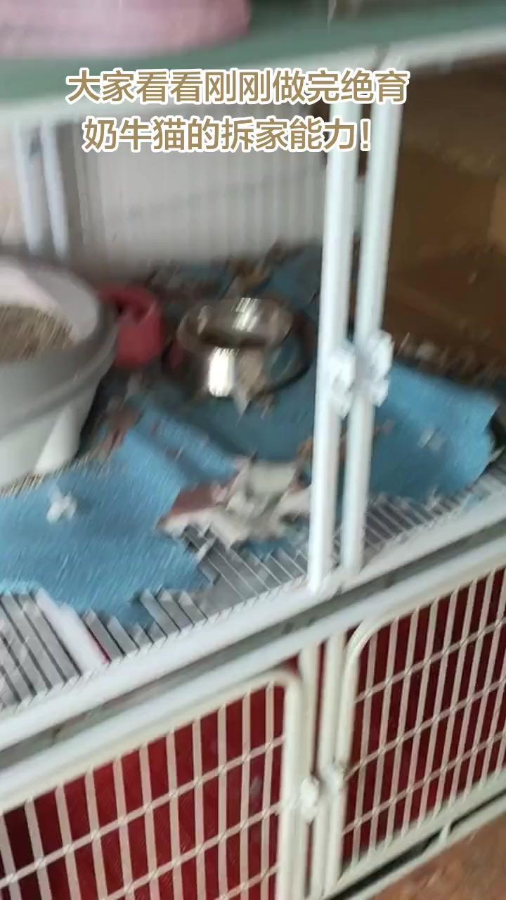 1️⃣纸盒箱子：被我咬到稀碎，刚才还咬了地板革，我这破猫真亢奋！
2️⃣绝育后变