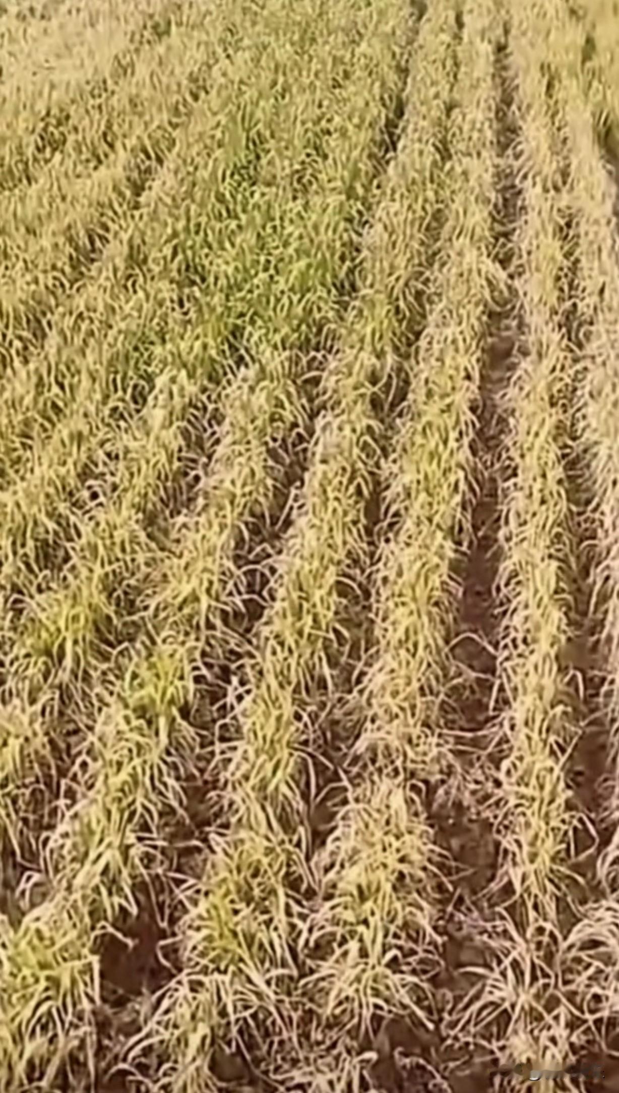 太震惊了，用无人机打药的麦子都枯死了，这是谁的责任，那么心毒！

我家的麦子不用