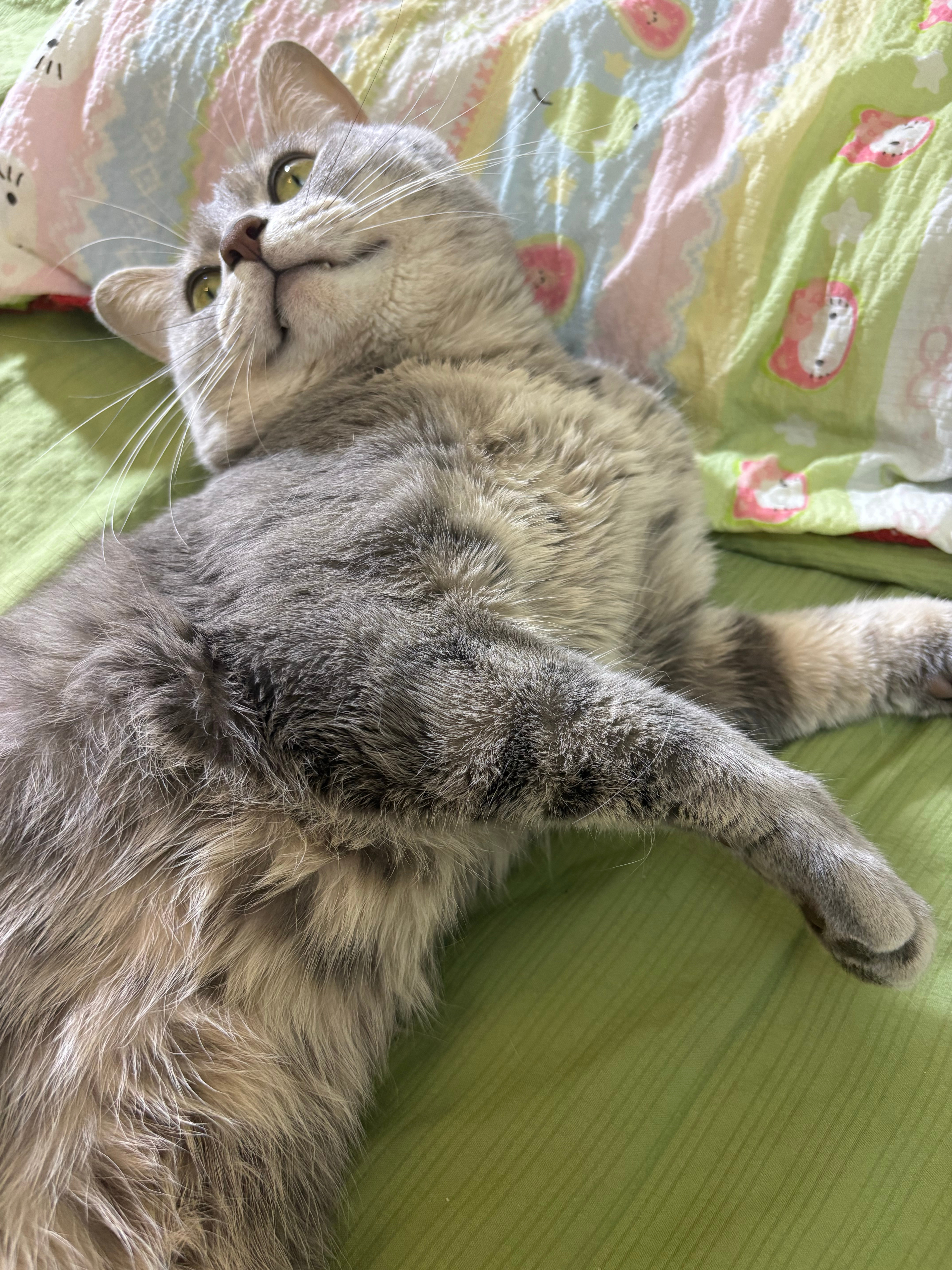 上一天班洗完澡喂完猫切完号做完任务终于能躺下了！专心玩手机喵喵喵[期待] ​​​