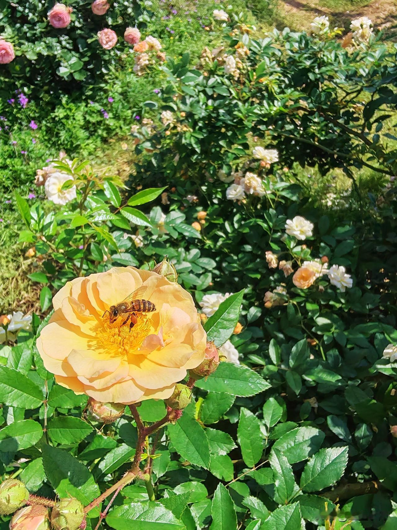 小蜜蜂——勤恳耕耘、默默奉献的好模范。
      春暖花开，阳光明媚，欣赏娇艳