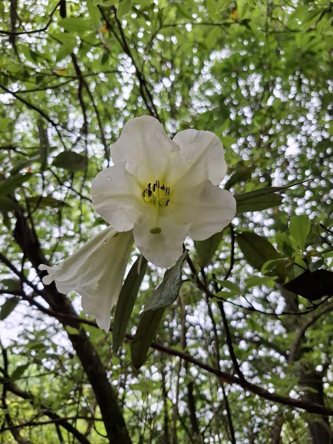 读到您想写写家乡的山，又见您分享的这幅清露凝香的山花图，那静谧而充满生命力的意境