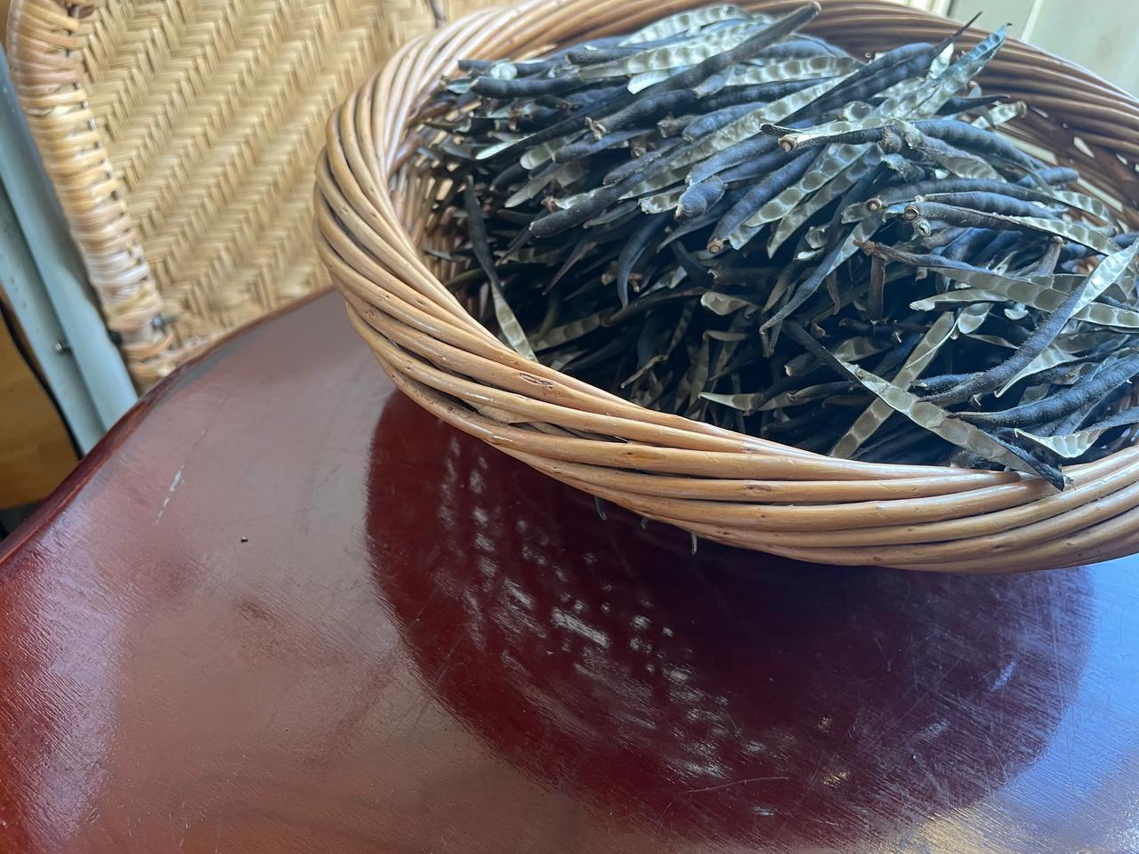种植绿豆的趣事。
田边有一块长方形的地空着，原打算种扁豆的，可是邻居看见说，种扁