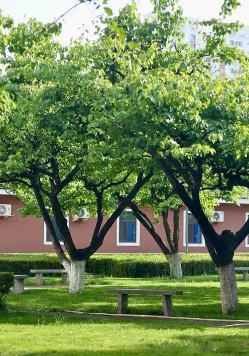 校长的权利真大，又有啥法？
……
九月一号，开学了。
新学期，位于市中心的这所私
