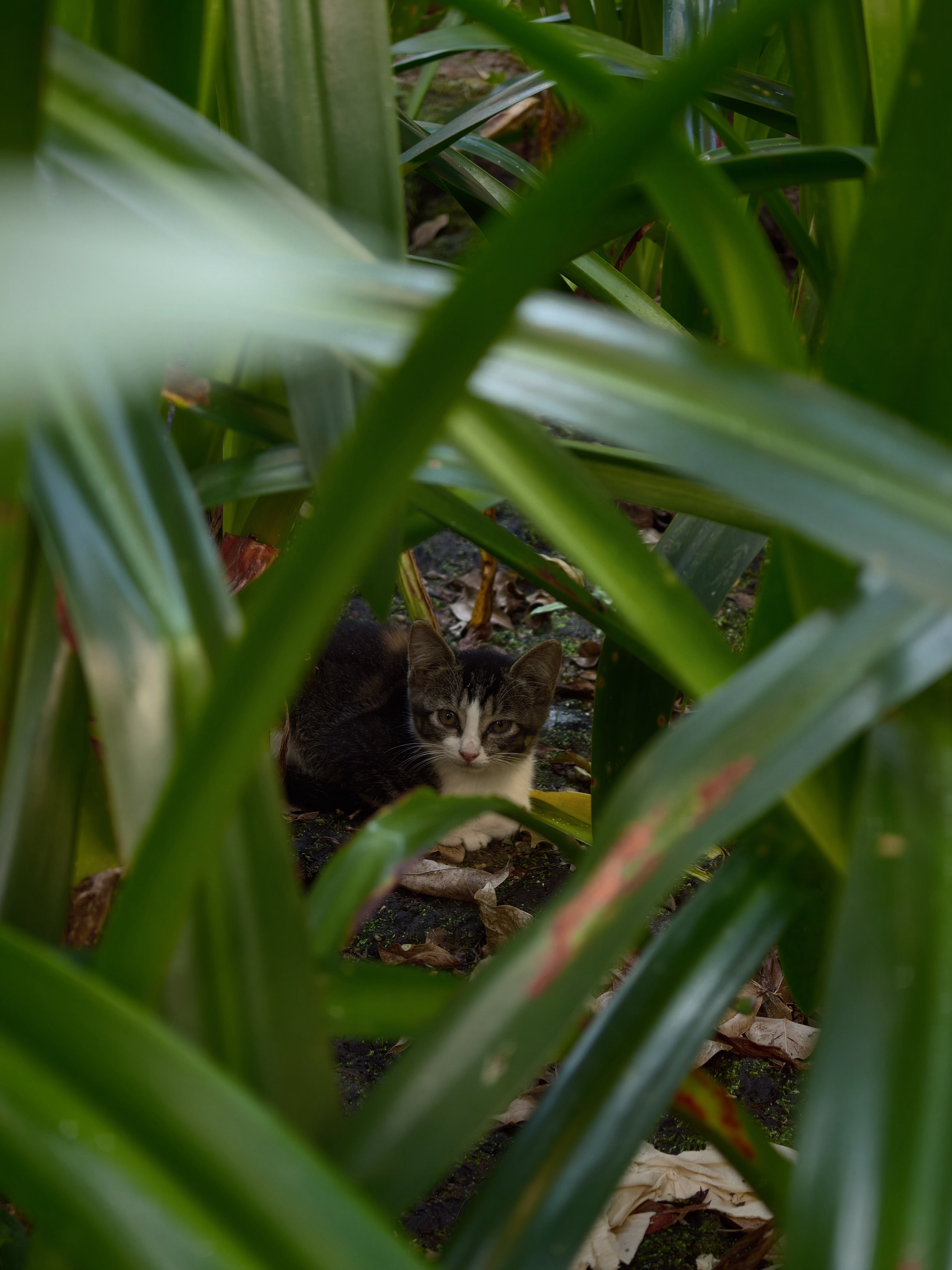 楼下一群小野猫，猫妈妈带着散步。我一蹲下来拍照，猫妈妈就跑过来凶我[哈哈][哈哈