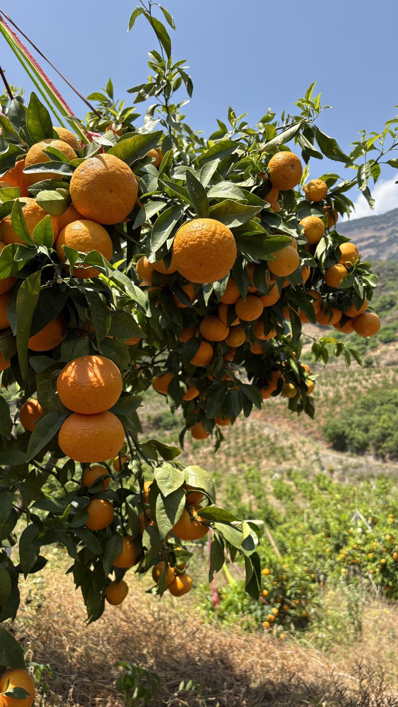 阳光充足环境下的沃柑，甜味确实不错