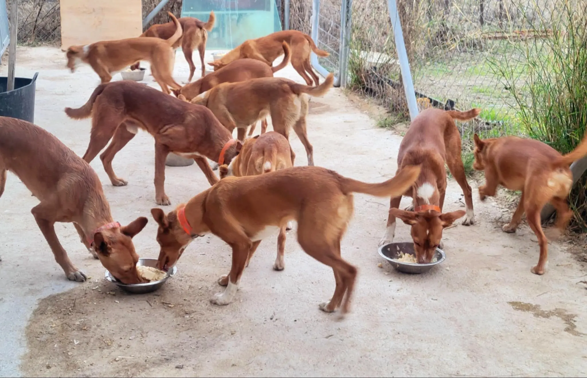 西班牙猎犬