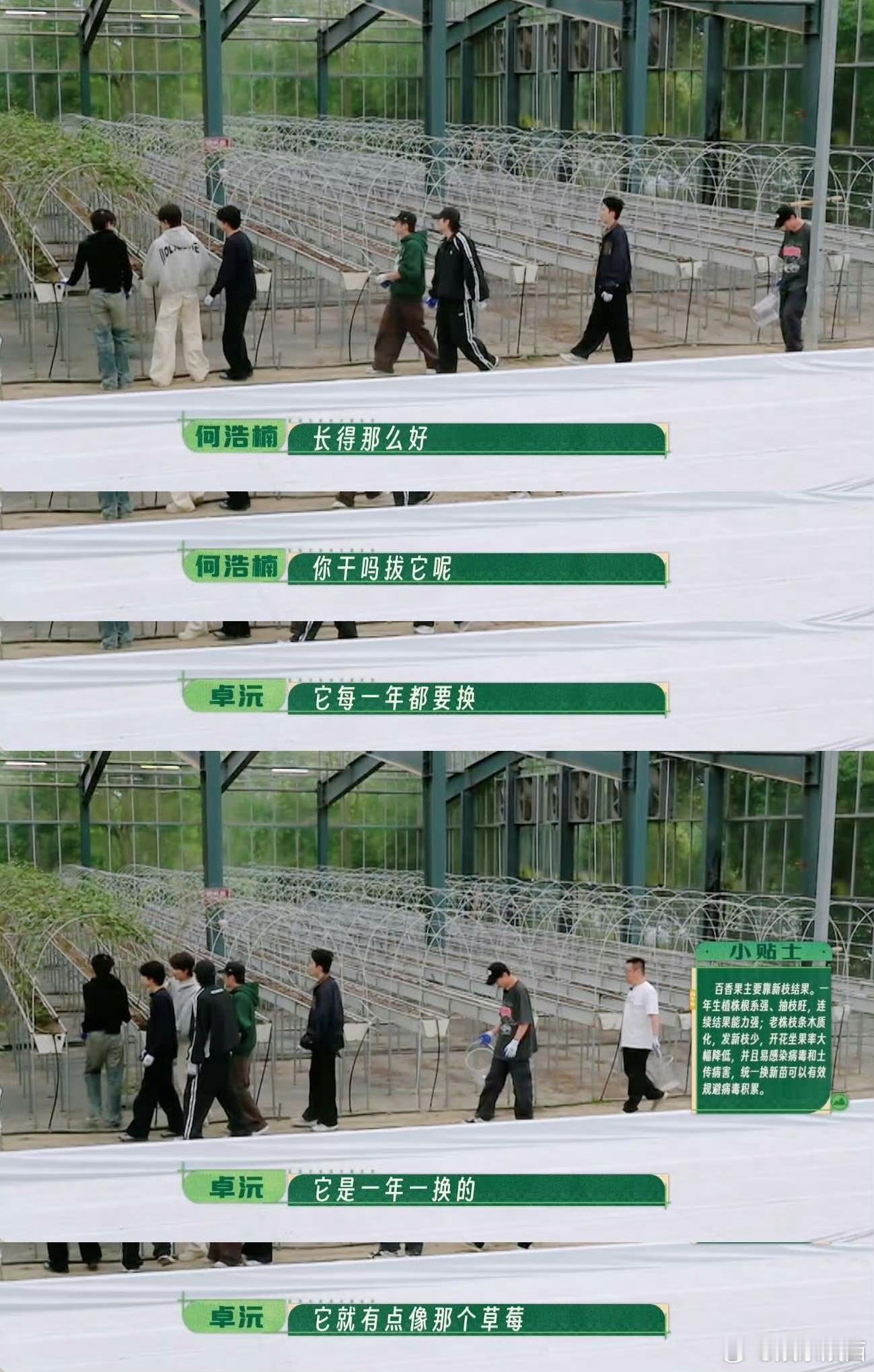 十个勤天对大棚就像我对我心肝两次会议，几易其稿，十个勤天把大棚的“装修”计划折腾