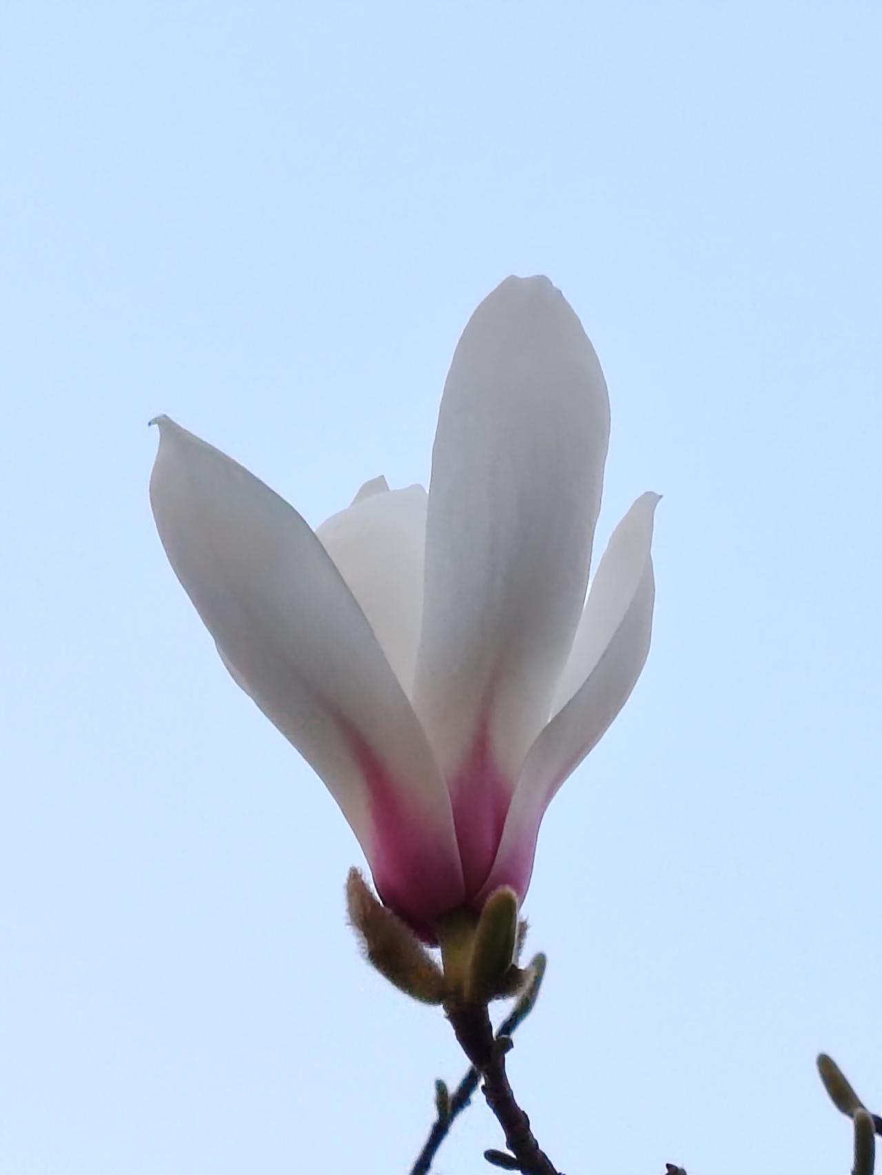 看到“岁岁春相似”这个上联，我觉得对得很妙，它描绘出每年春天相似的景象，给人一种