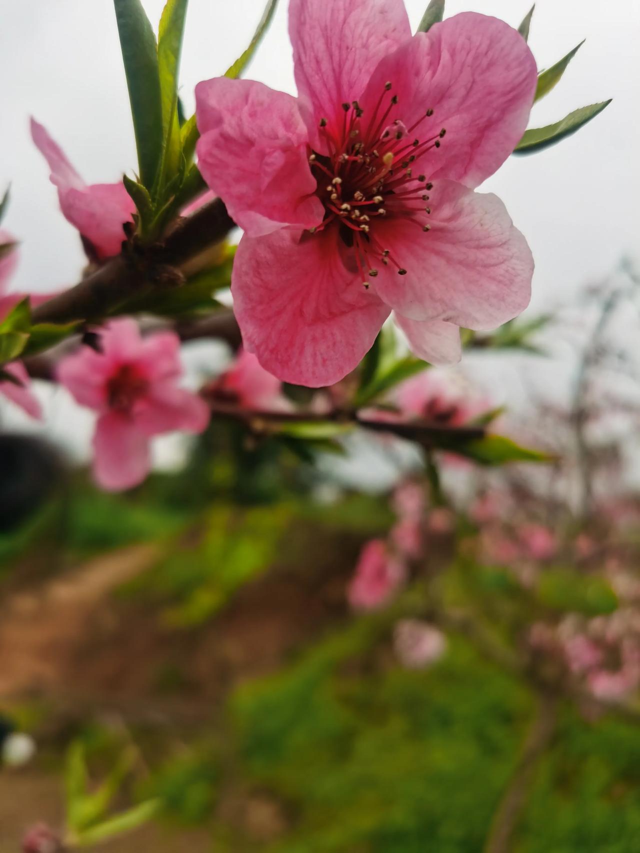 谁有手机拍摄的花花发上来