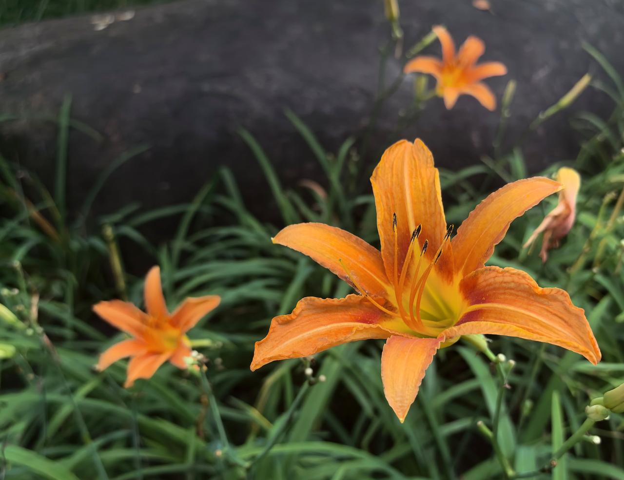 萱草花之最后一幅