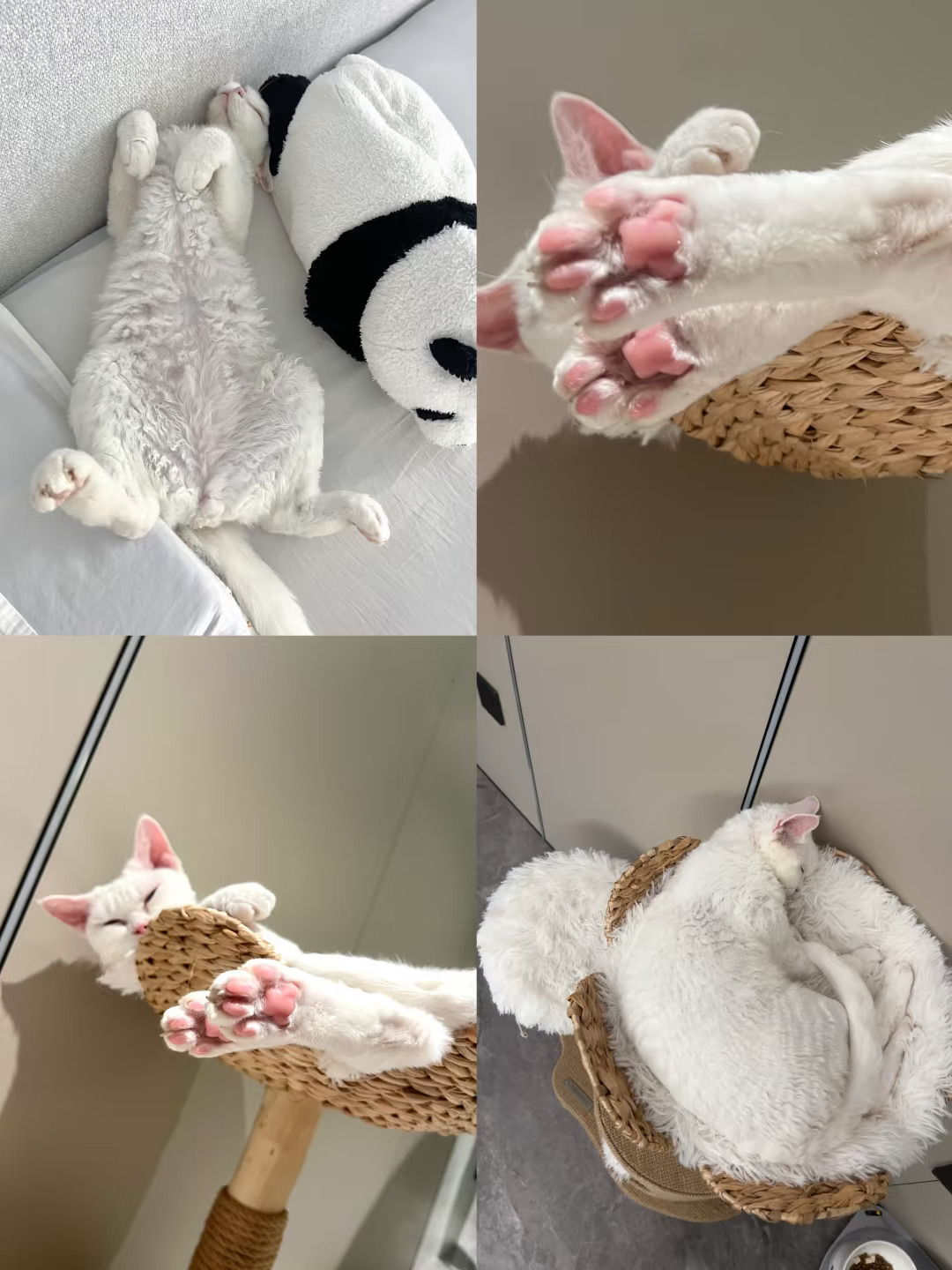 我看谁在说猫咪🐱脏
