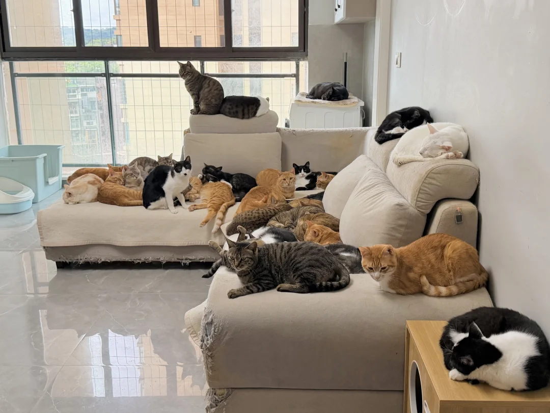 流浪猫多猫家庭 沙发应该换成不锈钢的