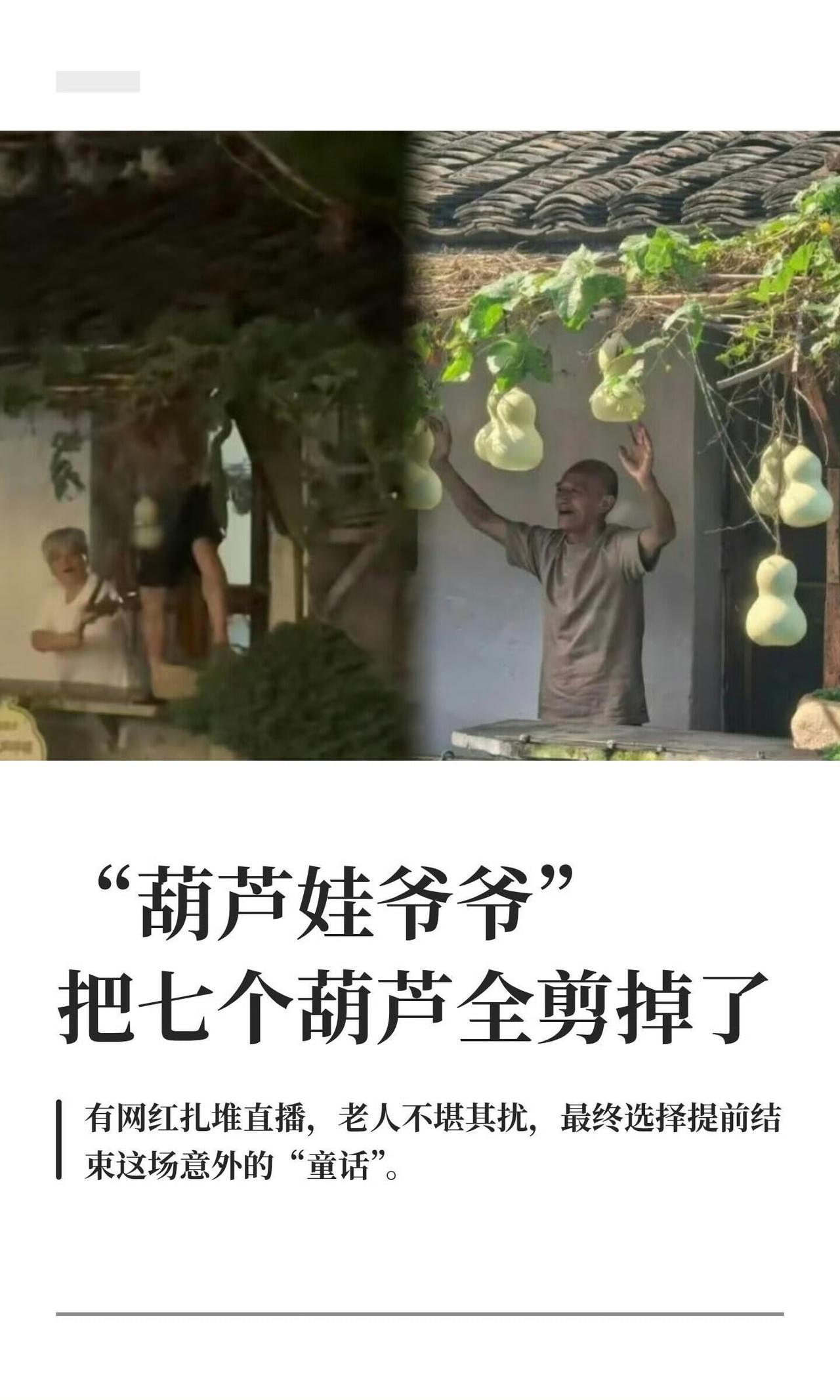 7个葫芦，6元成本，却换来了一场长达半年的“数字围猎”。

陈金敖爷爷剪断藤蔓的