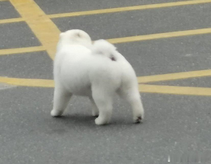 如此肥美 