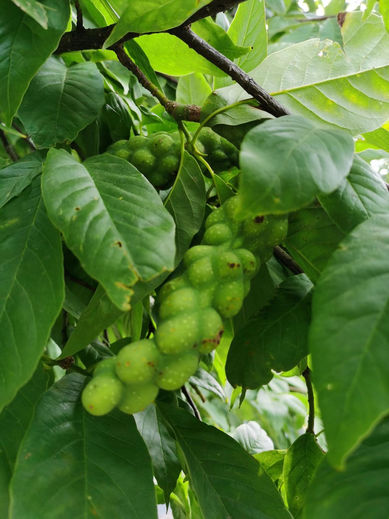 不懂就问，家人们这是什么？？？
今天下午去医院看到路边好多像核桃树一样的植物