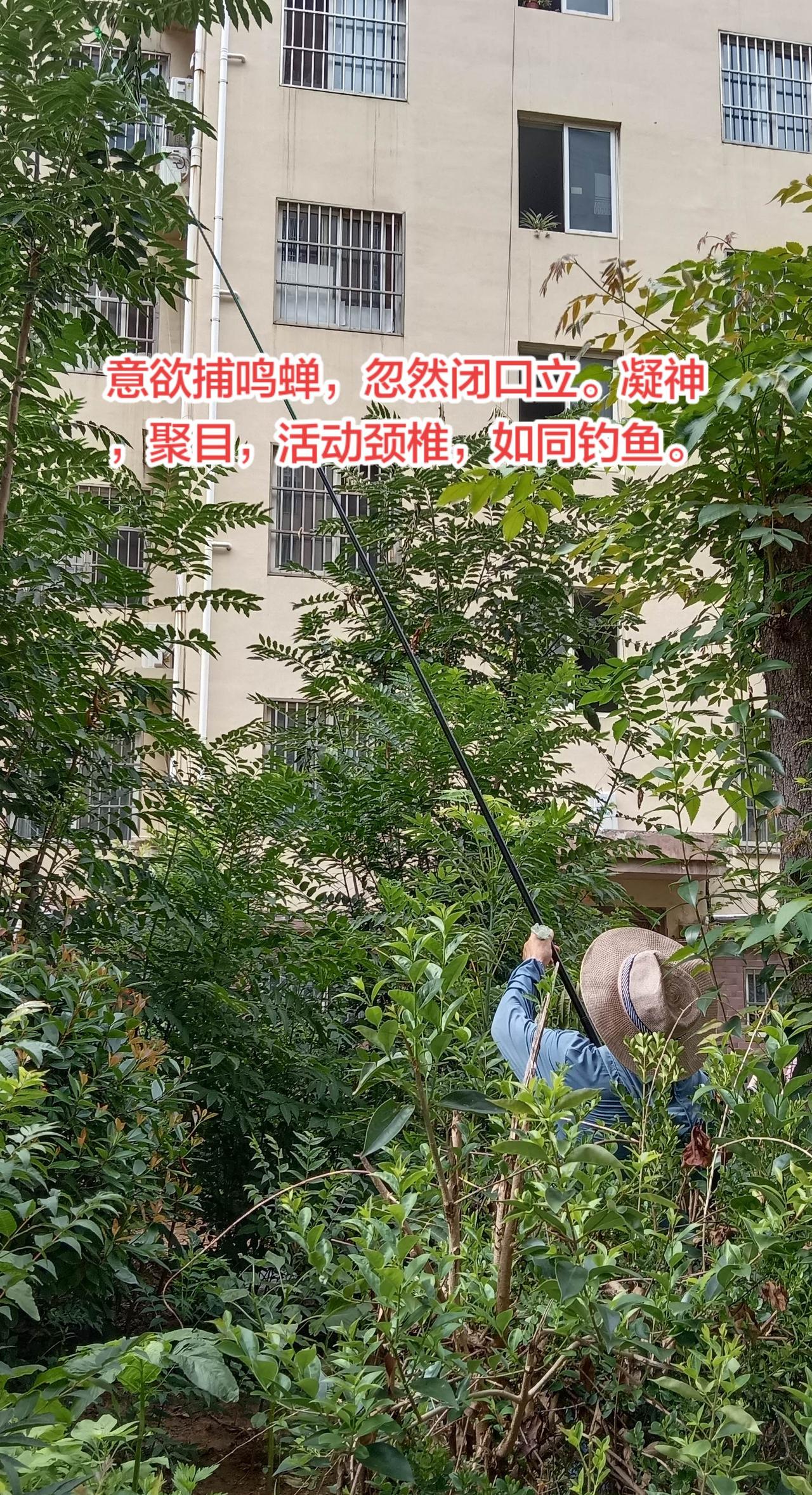 意欲捕鸣蝉，忽然闭口立。凝神静气，聚目。捕蝉者说，如同钓鱼，利于身心，尤其是利于