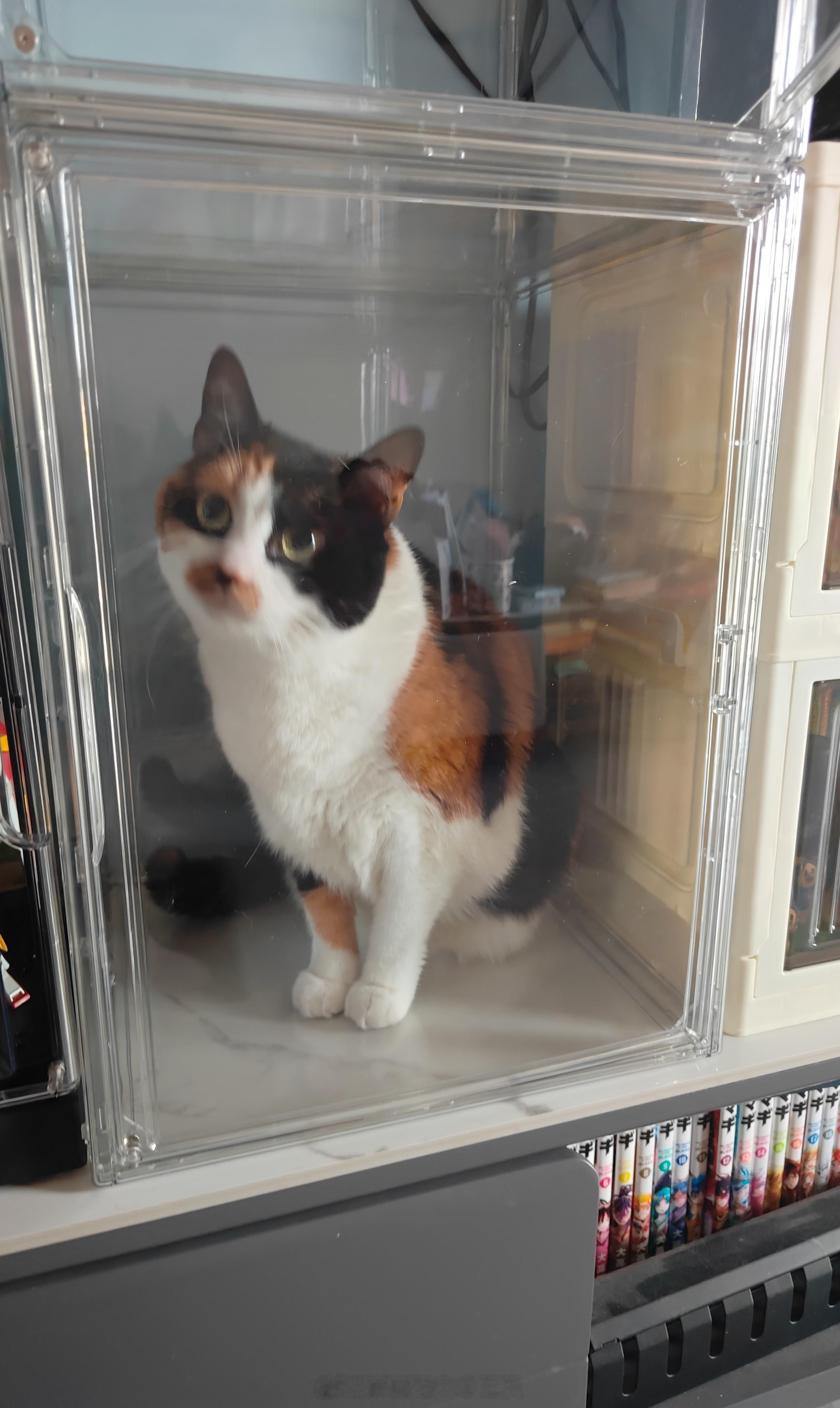 小猫手办 ​​​