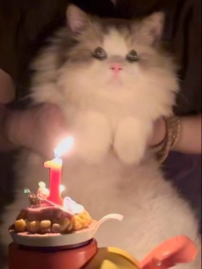 世界上最可爱的小猫咪过生日啦只有我和我妈在跟他庆祝哈哈哈 ​​​