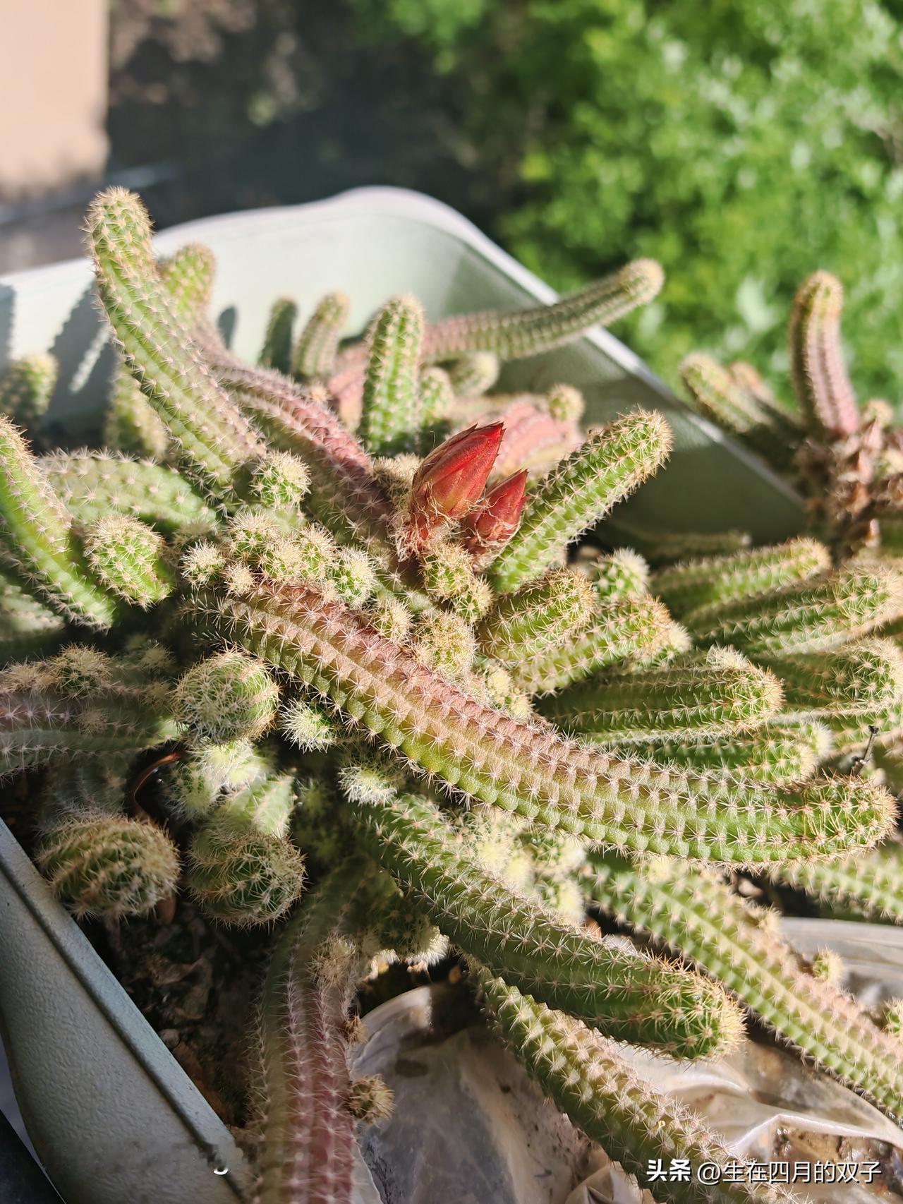 毛毛虫开花🌼

家里养的白檀（俗称：毛毛虫）开春以来疯狂生长，绿意盎然，今天早