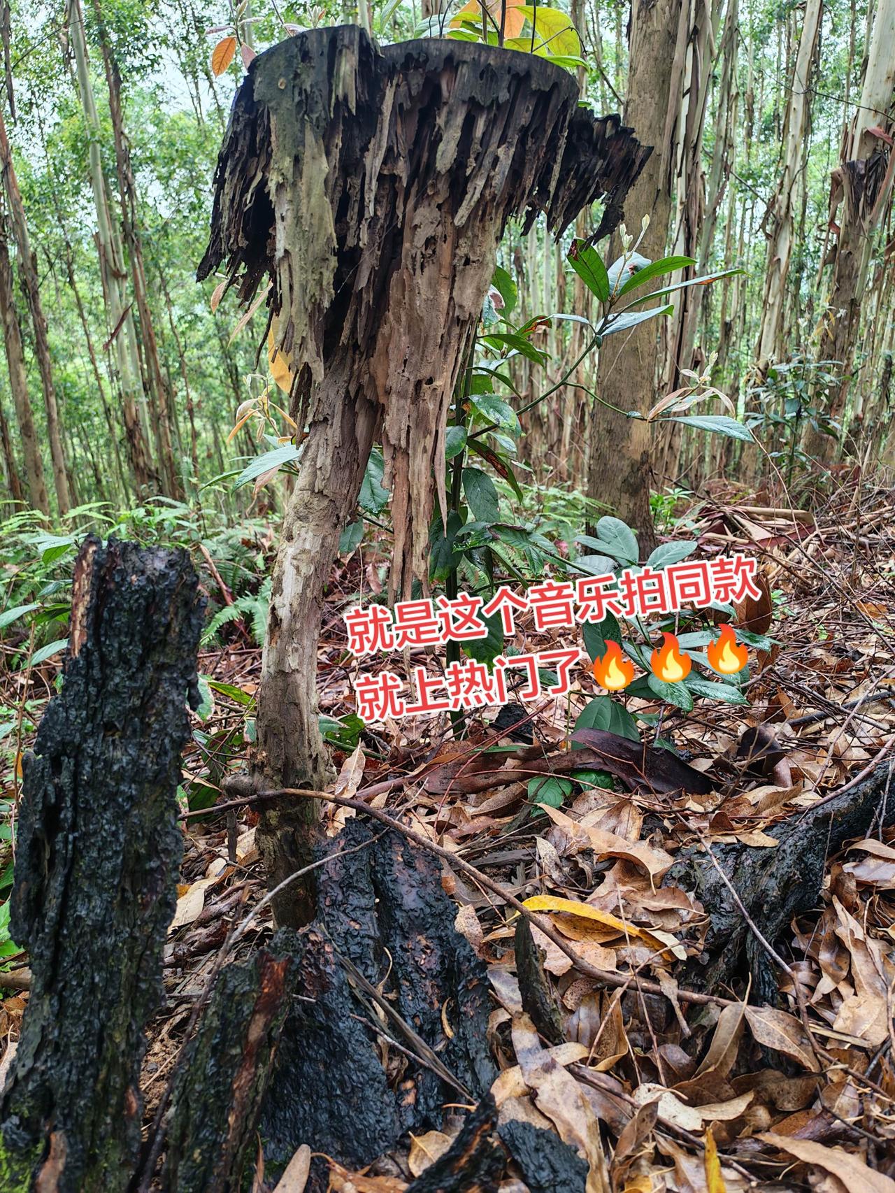 抖音玩法合伙人计划玩法达人中心 玩法合伙人计划
