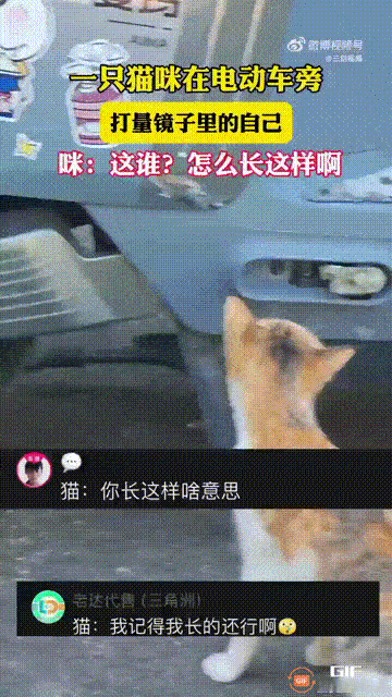 广东一只小猫坐在电动车旁边，突然抬头看见了镜子中的自己，于是顿时感到非常好奇，时