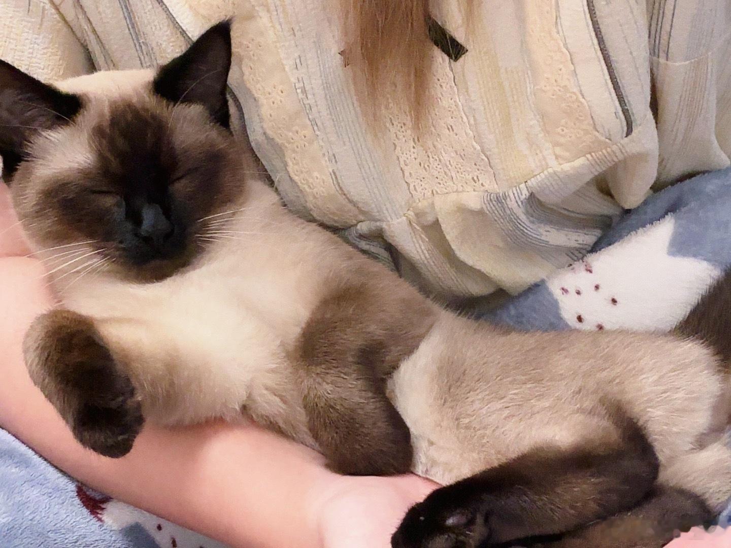 米娅这个笨蛋小猫认识一个半小时就可以在我怀里睡觉了 