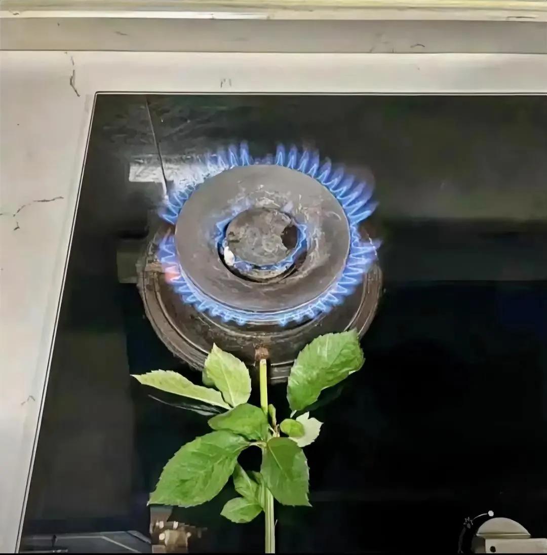 七夕已过，总结我朋友圈晒花的俊男靓女，这个是最特别最火的花，没有之一。你们觉得呢