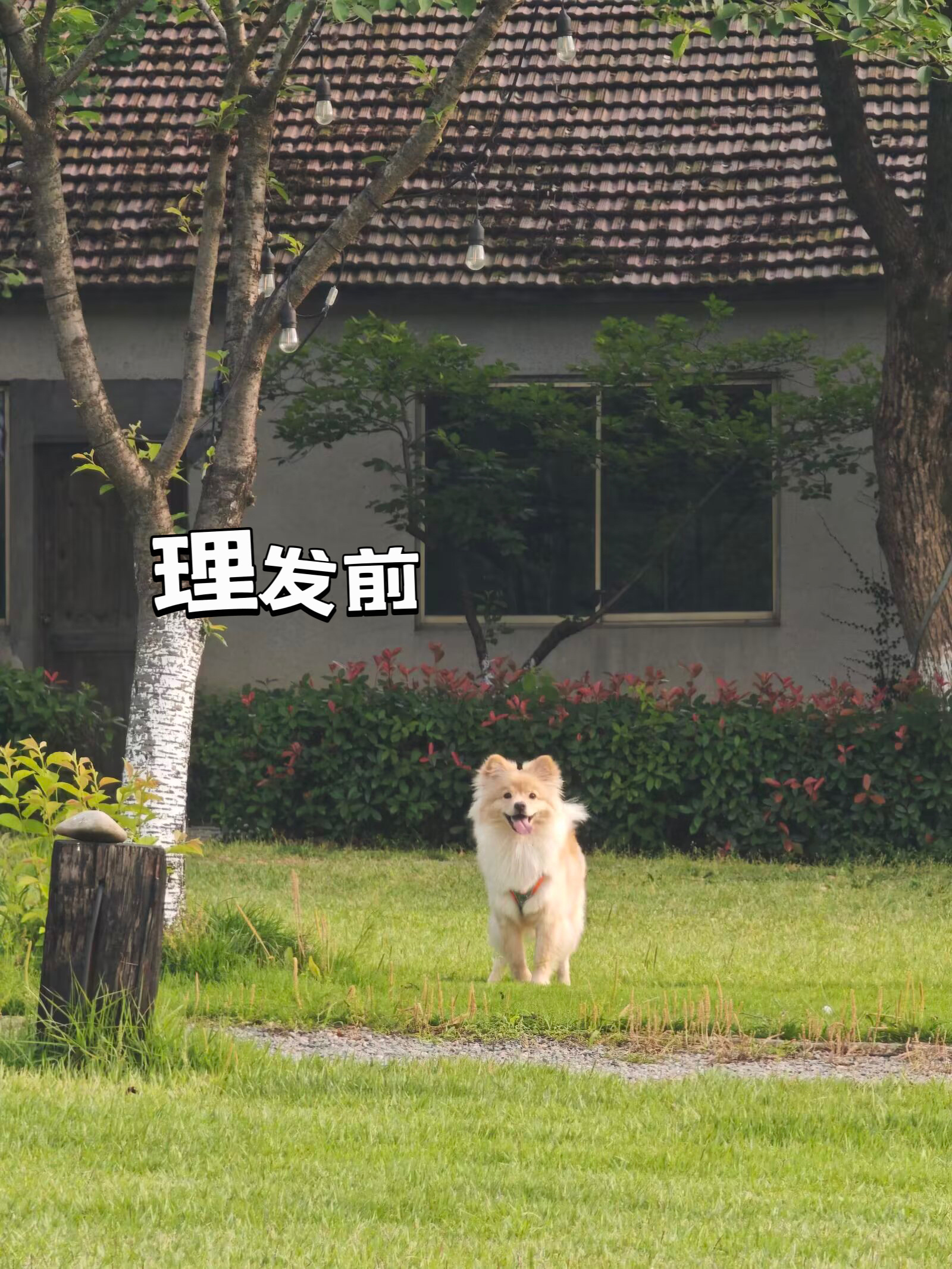 再说一遍 来杭州别理发 狗子也不例外 ​​​