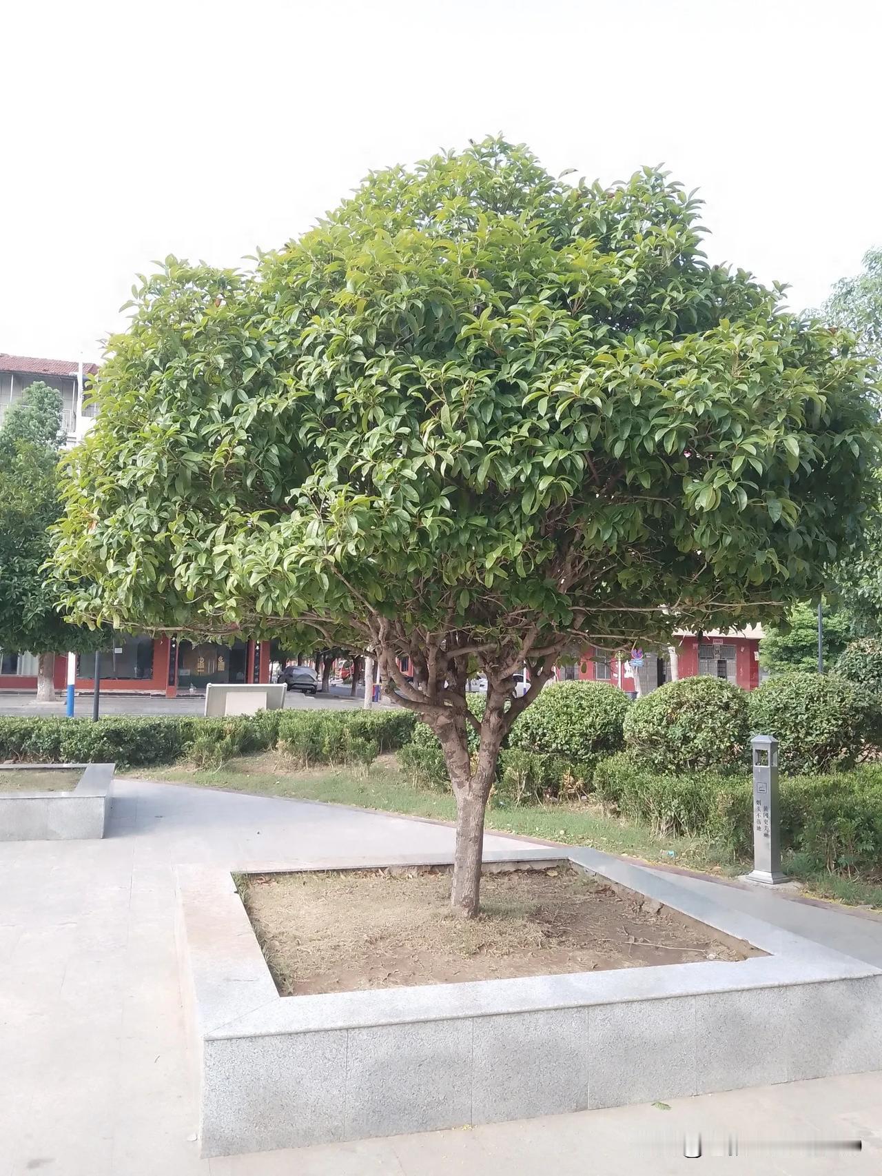 “八月桂花遍地开