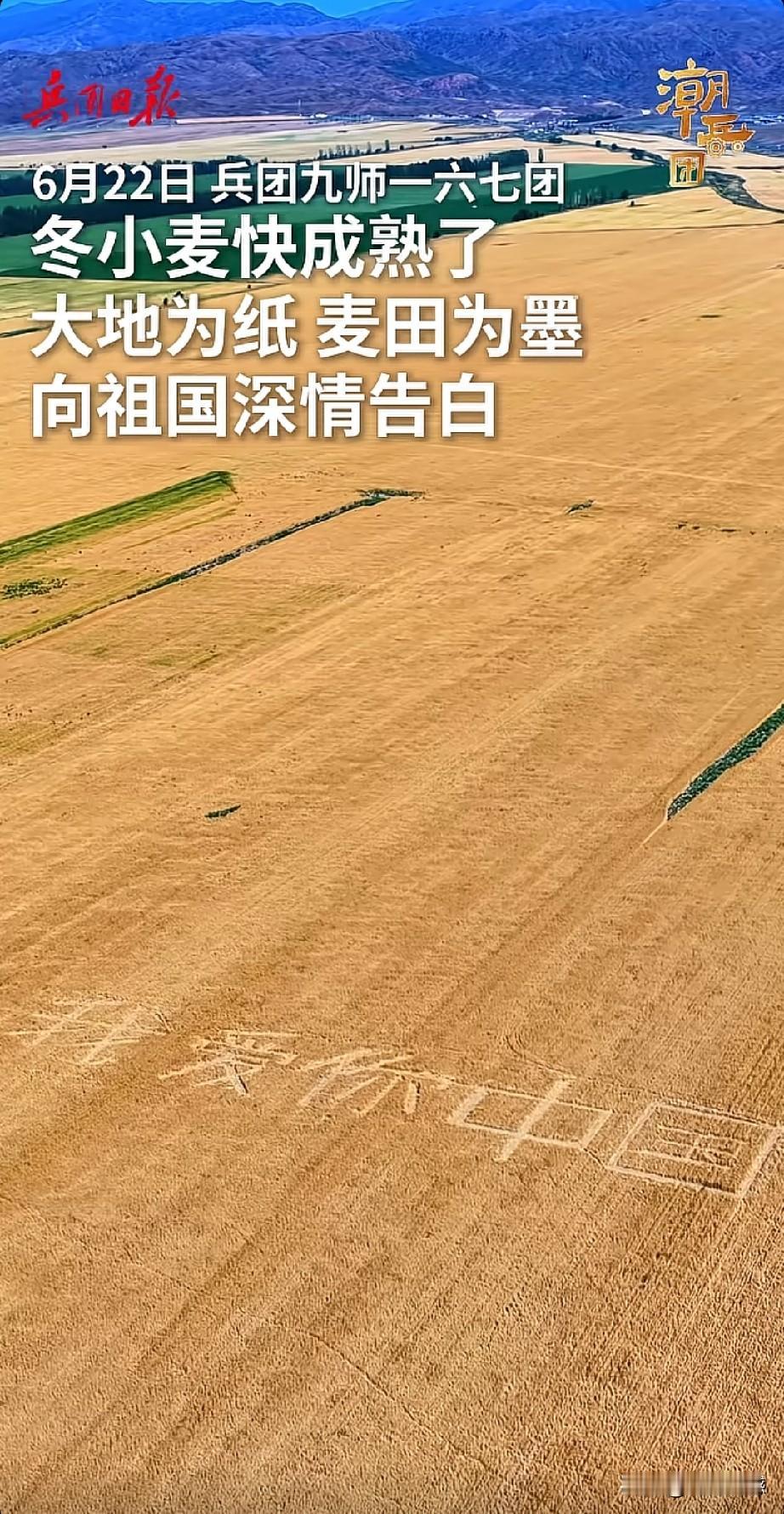 大地为纸，麦田为墨，冬小麦快成熟了，我爱你中国，这是最可爱人的深情告白！看到这一