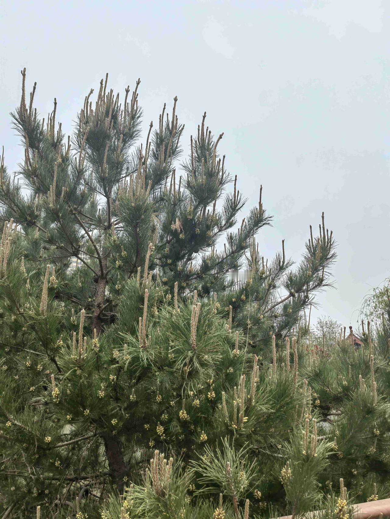 我的今日状态：😁轻松愉快
我这里的天气：🌧下雨