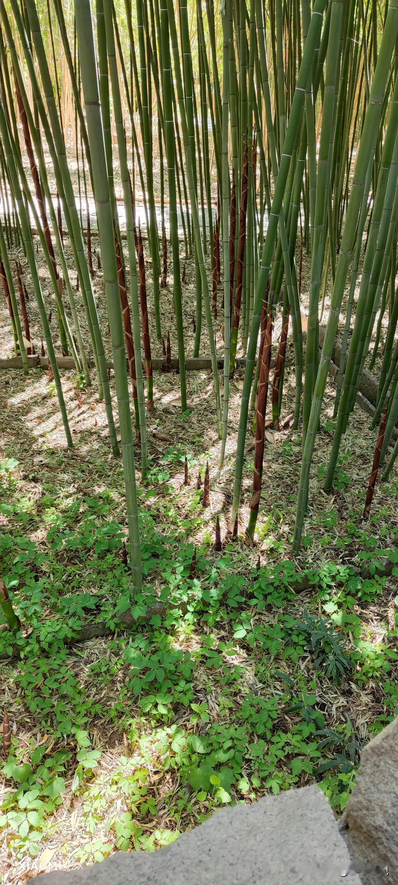 花替你们去看了
笋替你们去挖了
还有什么？