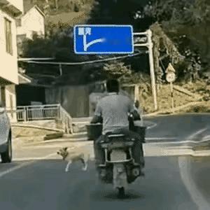 这是可怜的毛孩子，在横穿道路时，被这台摩托车给碾压了，虽然它最后站起来了，并且奋